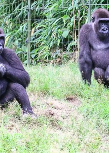 Burgers’ Zoo wil nieuwe diersoort toevoegen aan gorillaverblijf