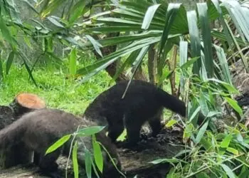 Gronings dierenpark ontvangt diersoort uit oudste dierentuin ter wereld