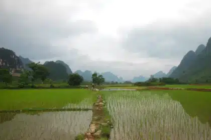 Plantación de arroz Yunan China