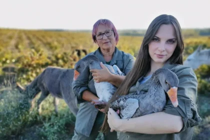 VOLUNTARIAS, GANSOS Y BURROS EN EL VIÑEDO