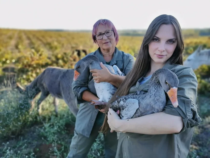 VOLUNTARIAS, GANSOS Y BURROS EN EL VIÑEDO