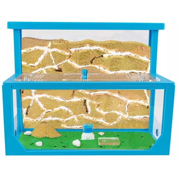 Terrario de hormigas domestico
