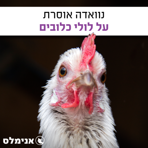 נוואדה אוסרת על כלובי סוללה