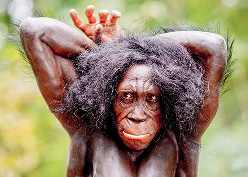 Australopithecus_sediba