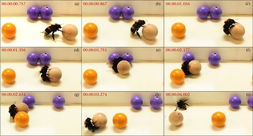 Ball-rolling-action-The-nine-panels-show-the-sequence-of-a-ball-rolling-action-over-time