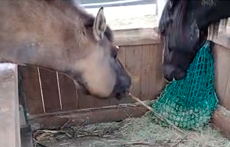 Horse-using-a-stick-to-scrape-hay-into-reach-Video