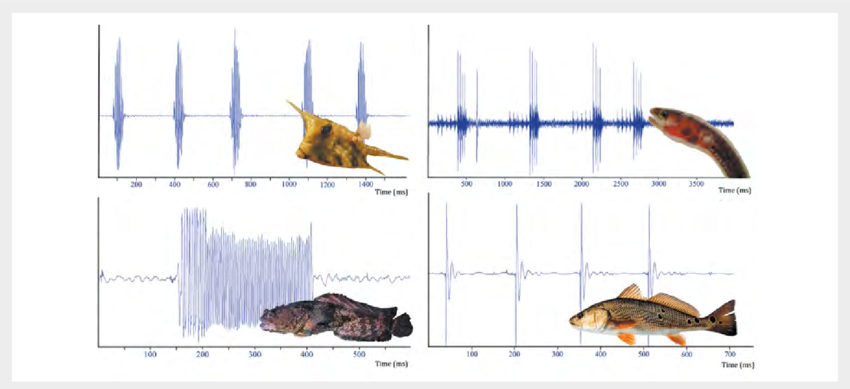 Oscillograms-of-sounds-from-four-fish-species-Top-left-longhorn-cowfish-Lactoria Oscillograms-of-sounds-from-four-fish-species-Top-left-longhorn-cowfish-Lactoria