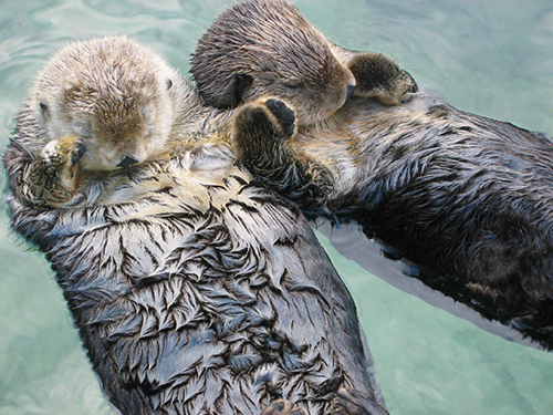 Sea_otters_holding_hands