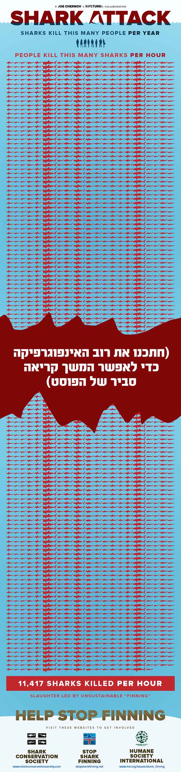 אינפוגרפיקת כרישים מקוצרת