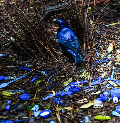 a blue bird sits in its nest among broken glass shards