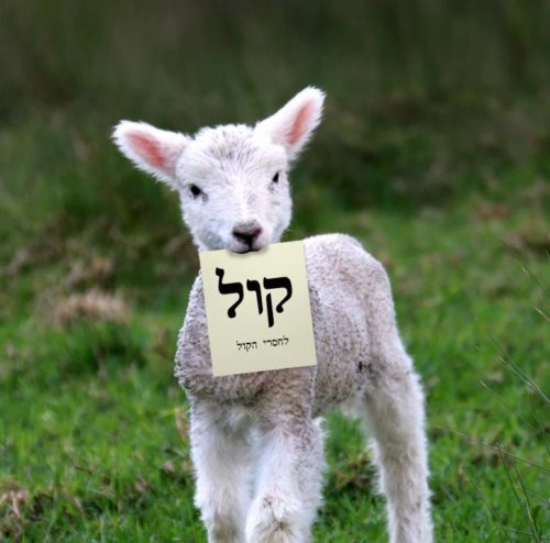 טלה עם פתק בחירות