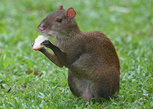agouti אגוטי