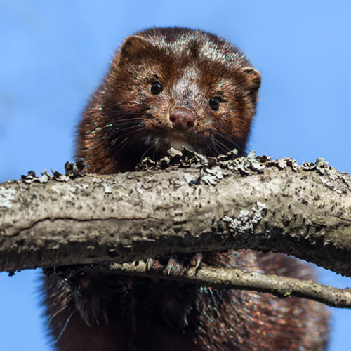 American mink