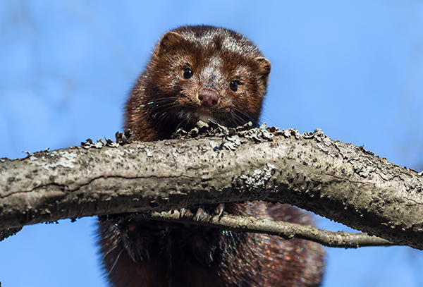 American minks on a tree in branches חורפן על ענף