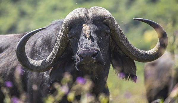 An ox looking at camera in Nakuru National Park. Kenya An ox looking at camera in Nakuru National Park. Kenya