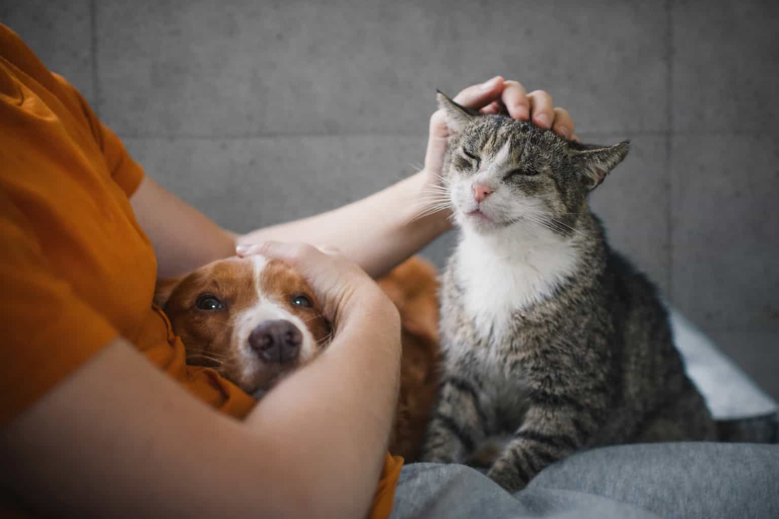 כלב וחתול עם בן אדם בממ"ד