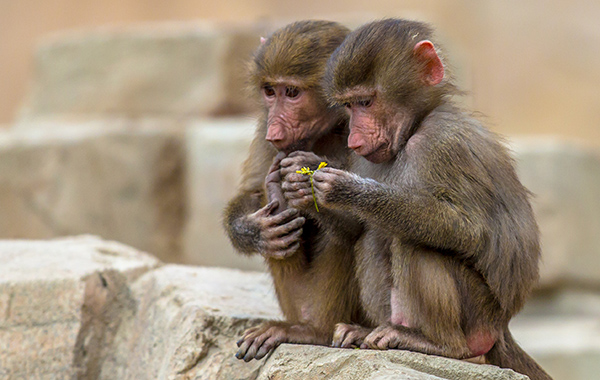 Two juvenile Hamadryas baboons בבונים צעירים