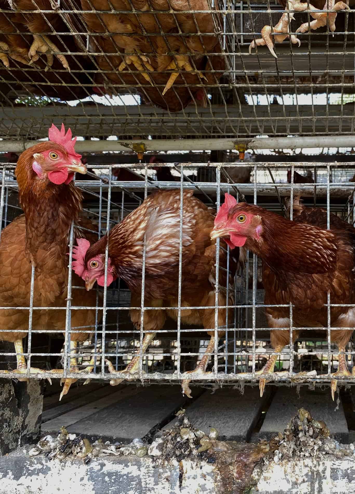 תרנגולות צפופות בכלובי סוללה