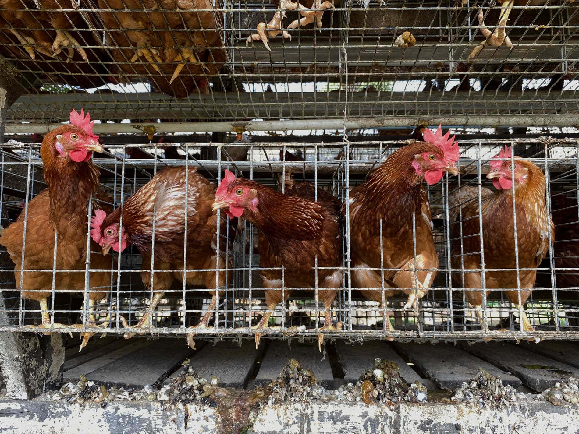 תרנגולות צפופות בכלובי סוללה