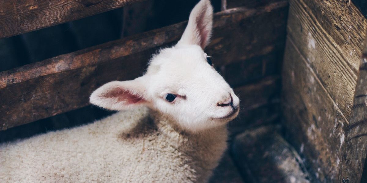 baby-lamb baby-lamb