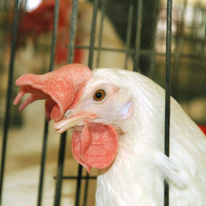 chicken-egg-industry chicken-egg-industry