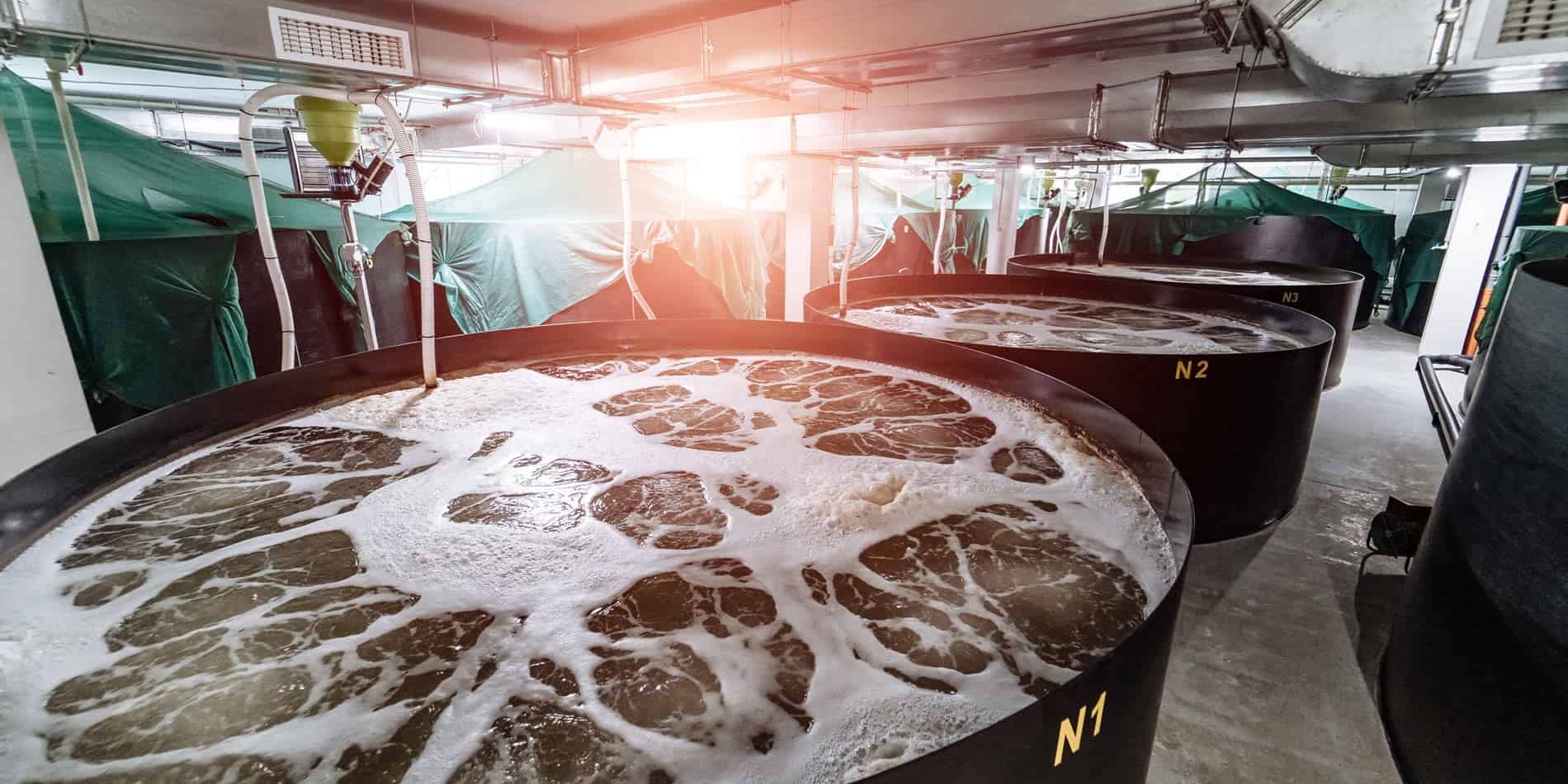 fish-pools-in-factory מתקני כליאה של דגים בתוך בניין