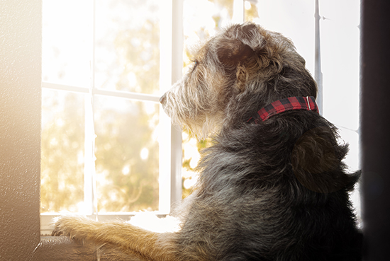 Big Dog With Separation Anxiety Looking Out Window