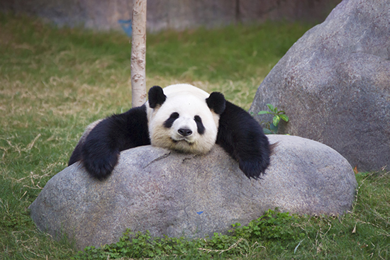 Big panda sleeping on the stone דב פנדה בגן חיות