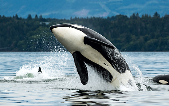 Bigg's orca whale jumping out of the sea in Vancouver Island, Canada