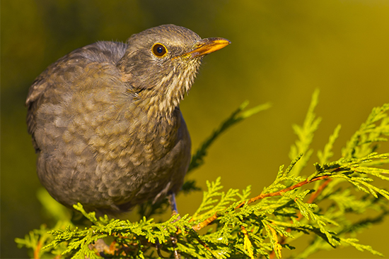 Blackbird, Mediterranean Forest, Spain