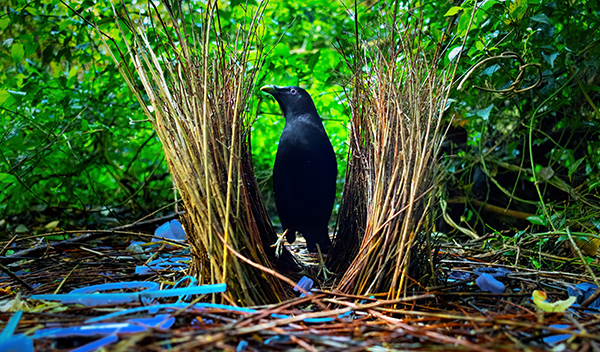 bowerbird