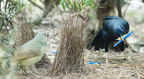 bowerbird