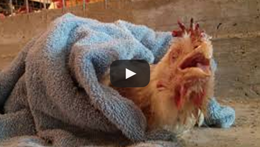 broiler breeder farm