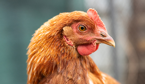 Brown hen perched on branch in outdoor coop setting