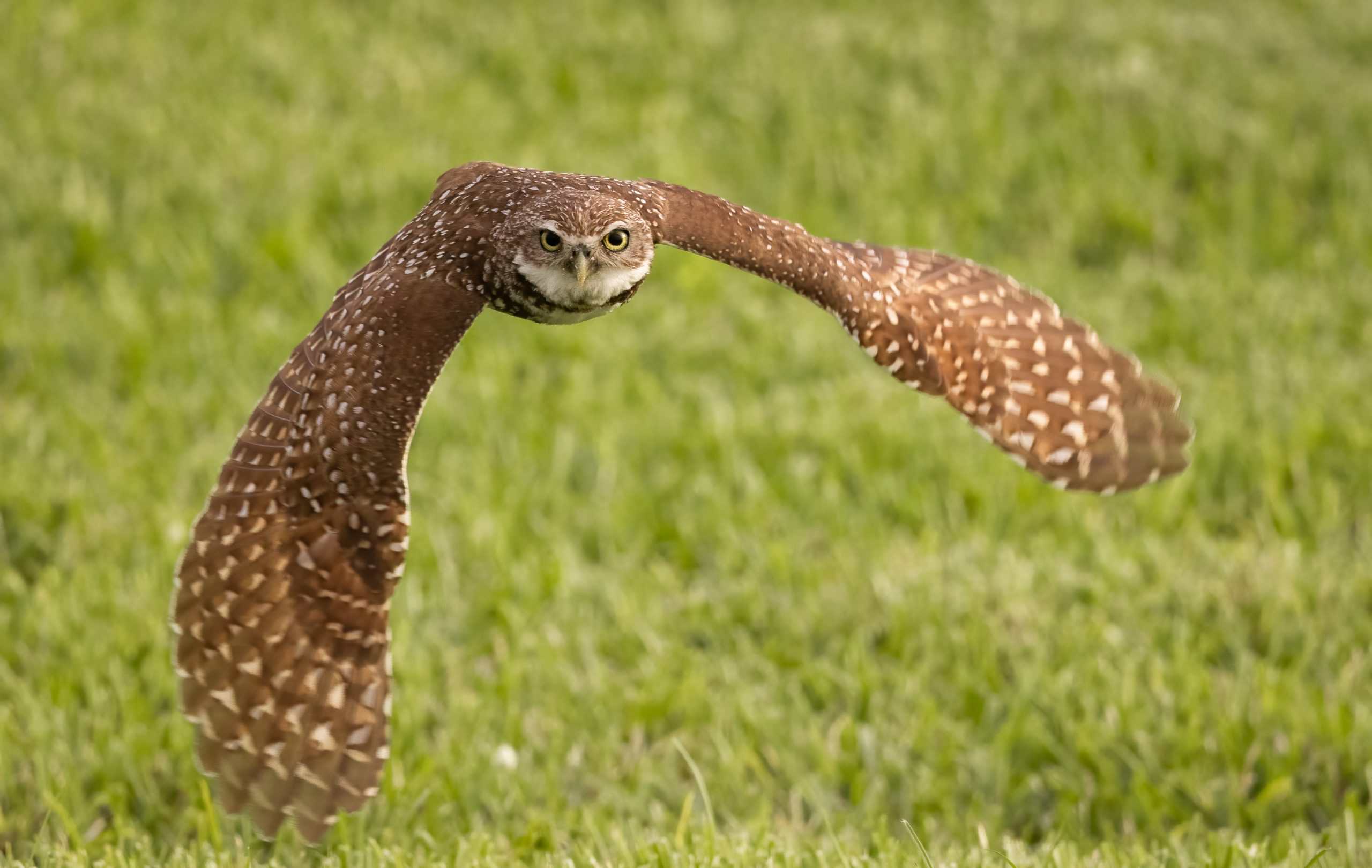 burrowing-owl-in-southern-florida-2025-03-10-00-36-31-utc