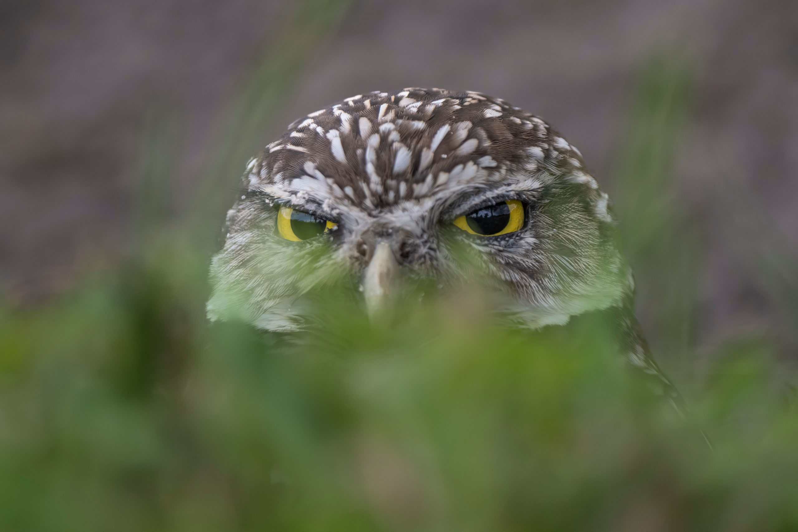 Burrowing owl peeking through grass