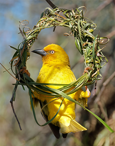 Cape weaver building a nest
