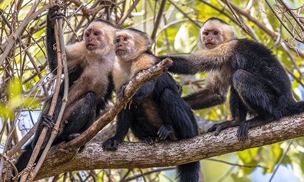 Capuchin monkey family in a tree