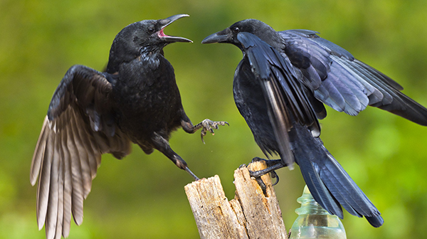 Carrion Crow, Mediterranean Forest