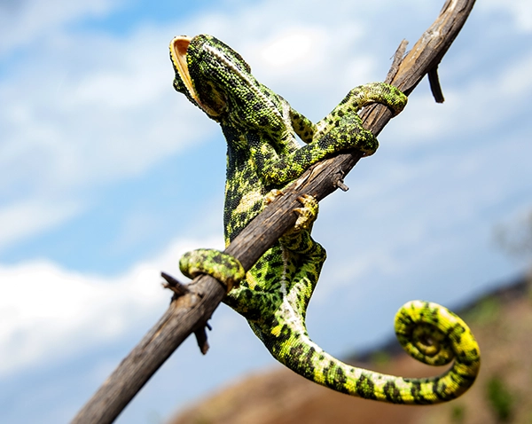 chameleon-climbs-a-branch-reaching-for-blue-sky