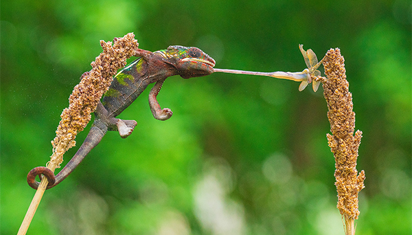 Close-up of a Panther Chameleon hunting for an insect on a plant