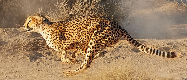 cheetah-running-at-full-speed-in-the-desert