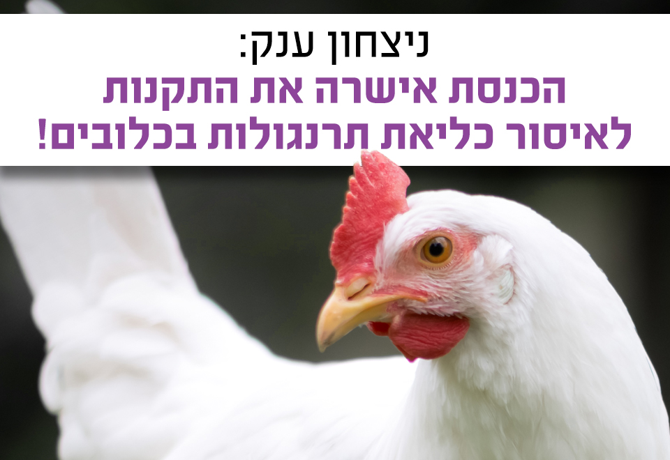 תמונה של תרנגולת עם הכיתוב ניצחון ענק ולוגו העמותה