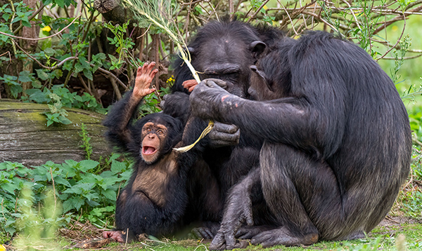 Chimpanzee family in natural habitat