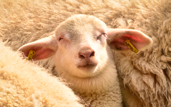 close-up-of-a-lamb-with-soft-creamy-fleece