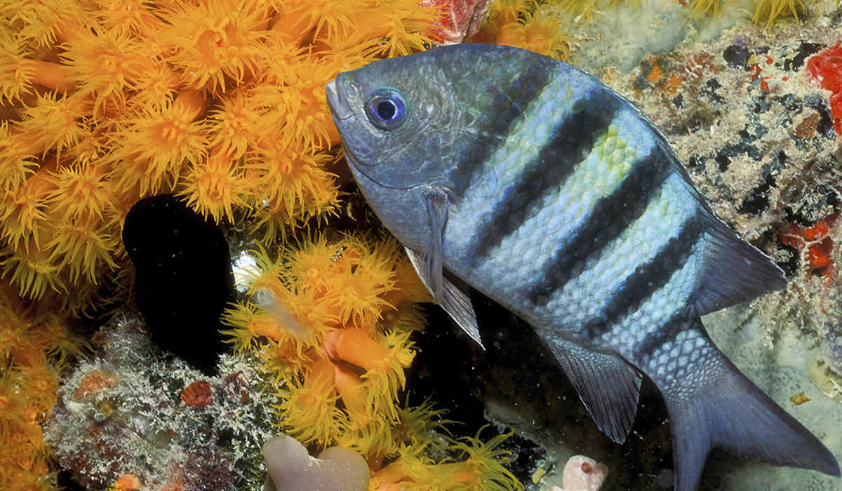 Close-up Sergeant major fish.,Close-up Sergeant major fish Netherlands Antilles דג וצמחי מים