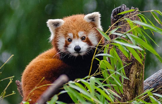 Close-up shot of a red panda on a tree branch