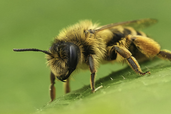 Closeup on a female Yellow-legged mining bee, Andrena flavipes sitting on a green leaf