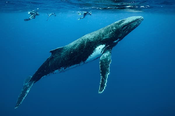 Closeup shot of humpback whales swimming in the Pacific Ocean בתמונה: דג. לפחות מבחינה משפטית