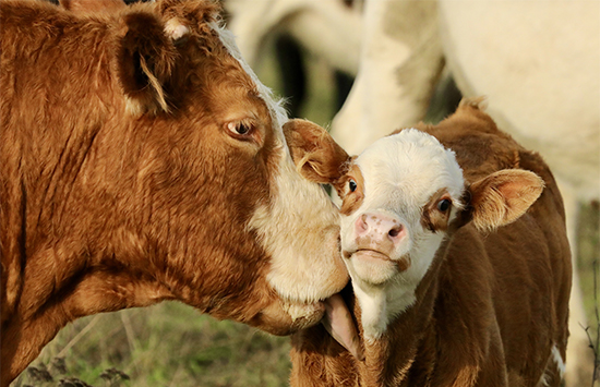 cow-licking-calf-in-green-field
